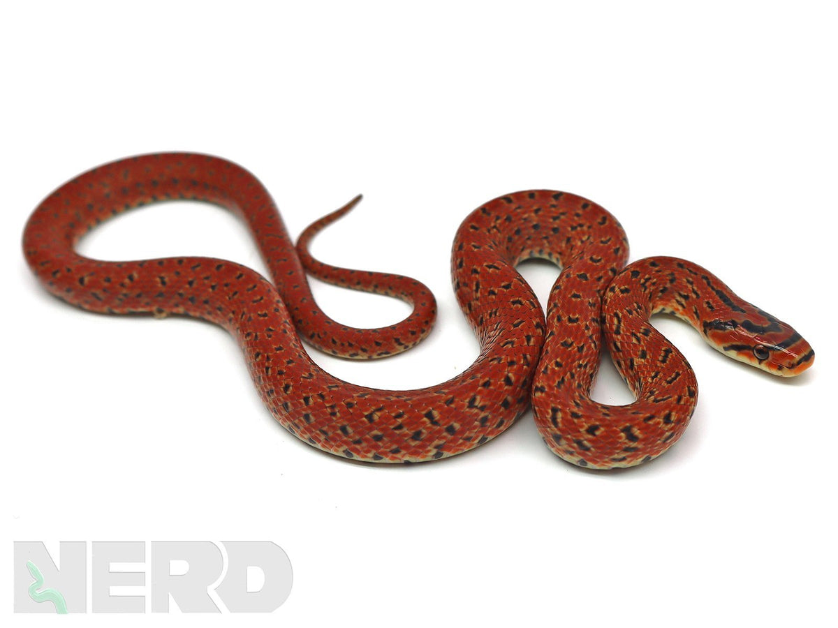 Rat Snakes For Sale - CBB Rat Snakes Available! – New England Reptile - NERD