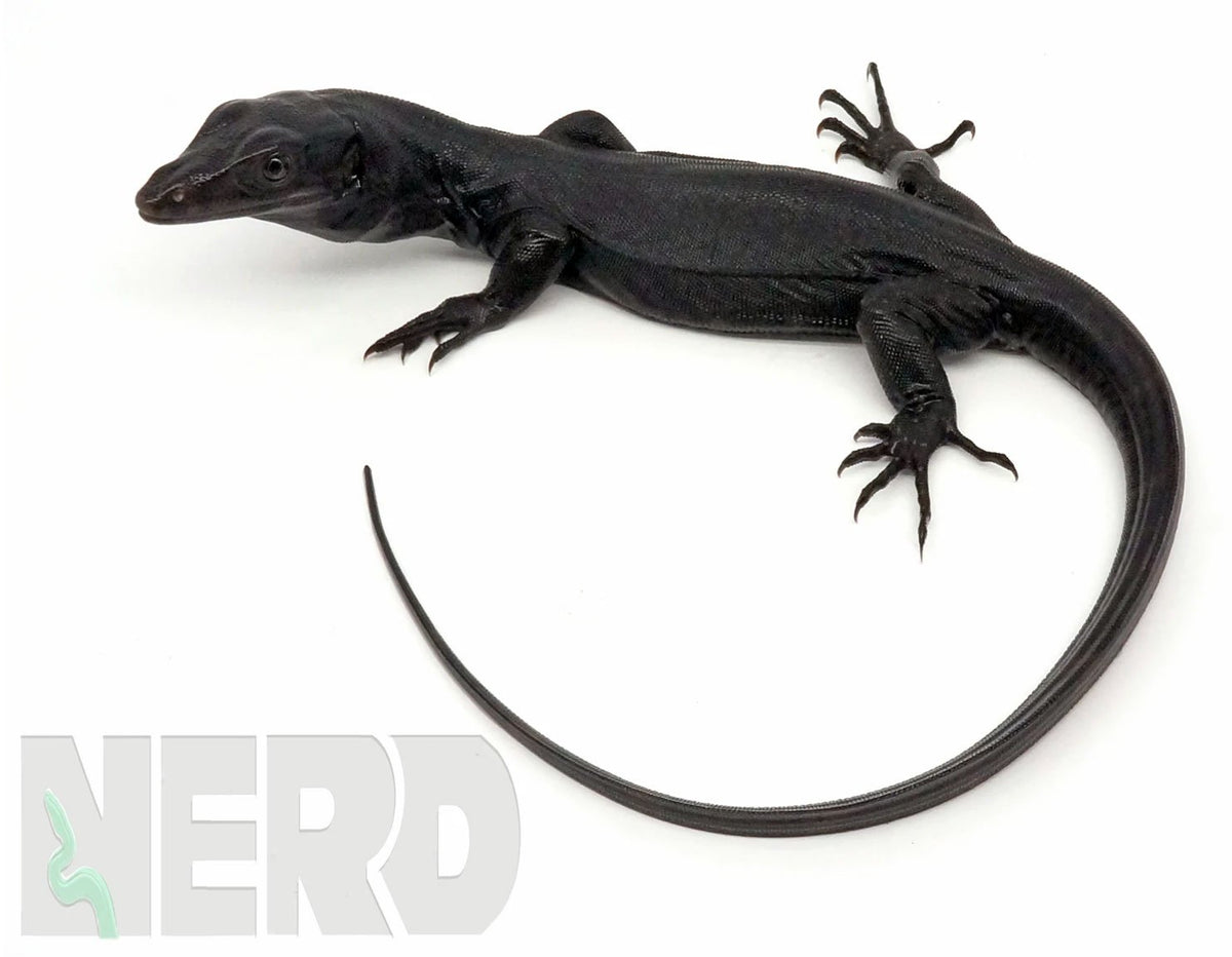 Asian Water Monitor Lizard – New England Reptile - NERD