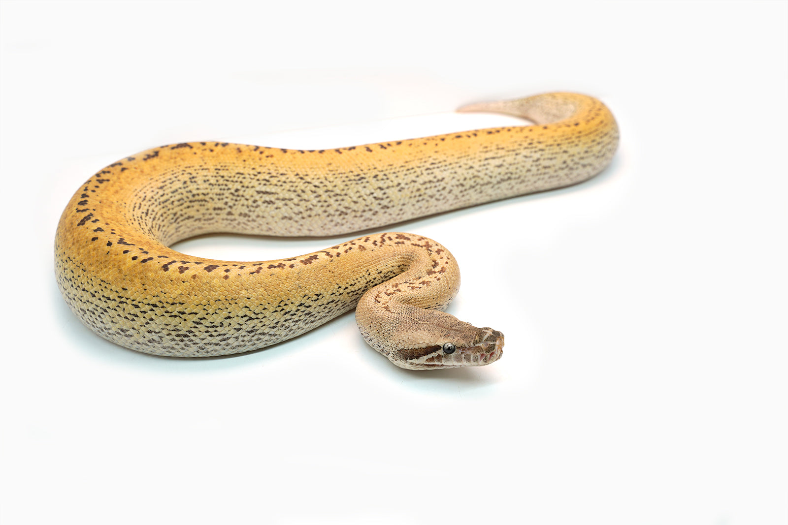 Male Batik Ivory het. T- Blood Python