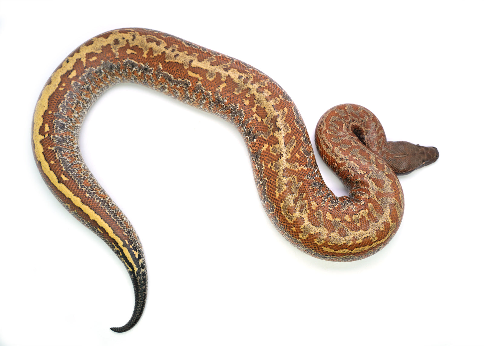 Female Batik het. T- Albino Blood Python