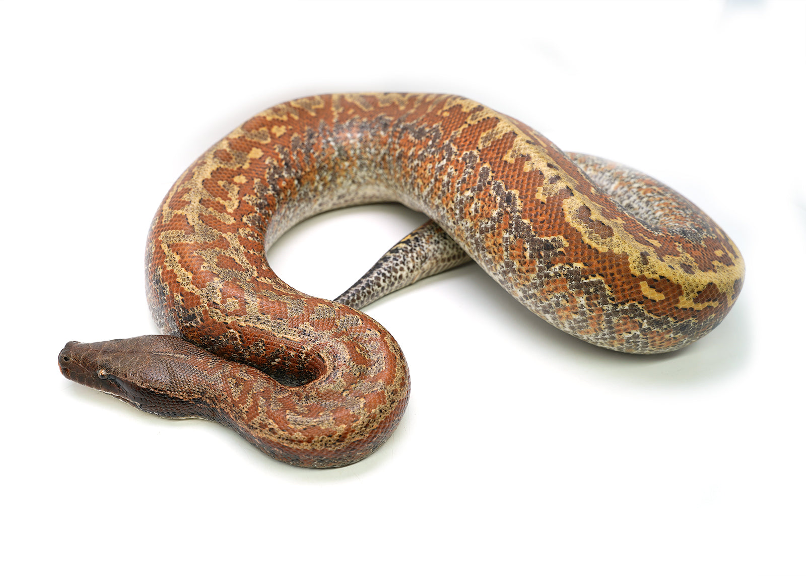 Female Batik het. T- Albino Blood Python