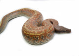 Load image into Gallery viewer, Female Batik het. T- Albino Blood Python