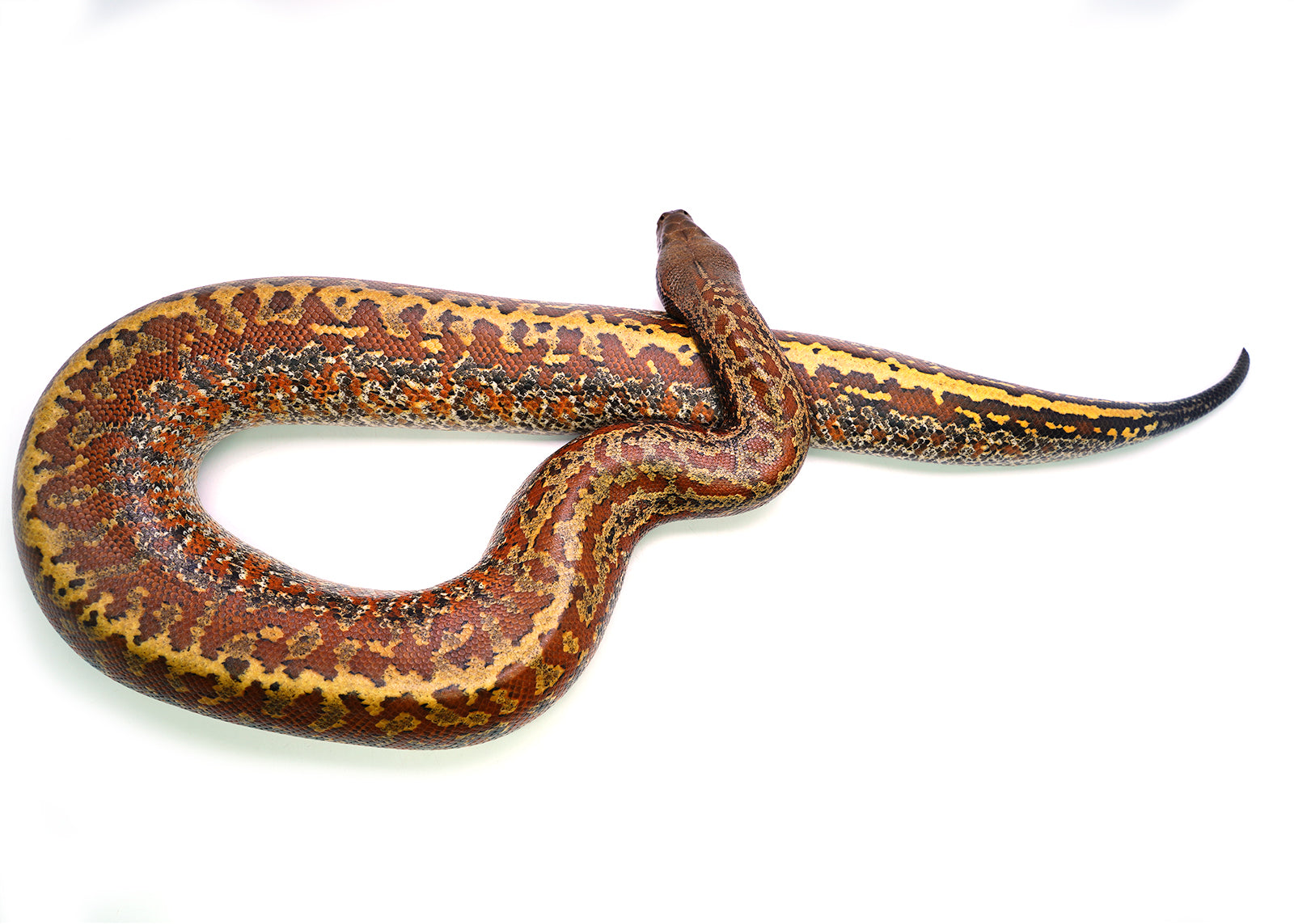 Female Batik het. T- Blood Python