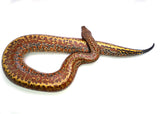 Load image into Gallery viewer, Female Batik het. T- Blood Python