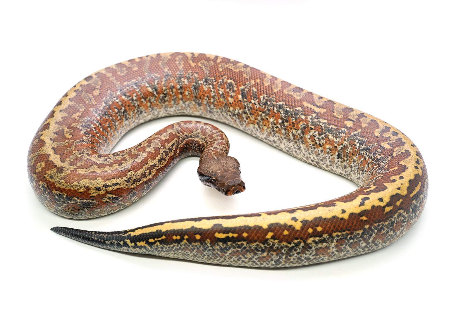 Female Batik het. T- Blood Python