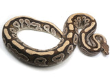 Load image into Gallery viewer, 2020 Male Mojave Het Pied Het Ghost Ball Python 