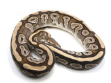 Load image into Gallery viewer, 2020 Male Mojave Het Pied Het Ghost Ball Python 