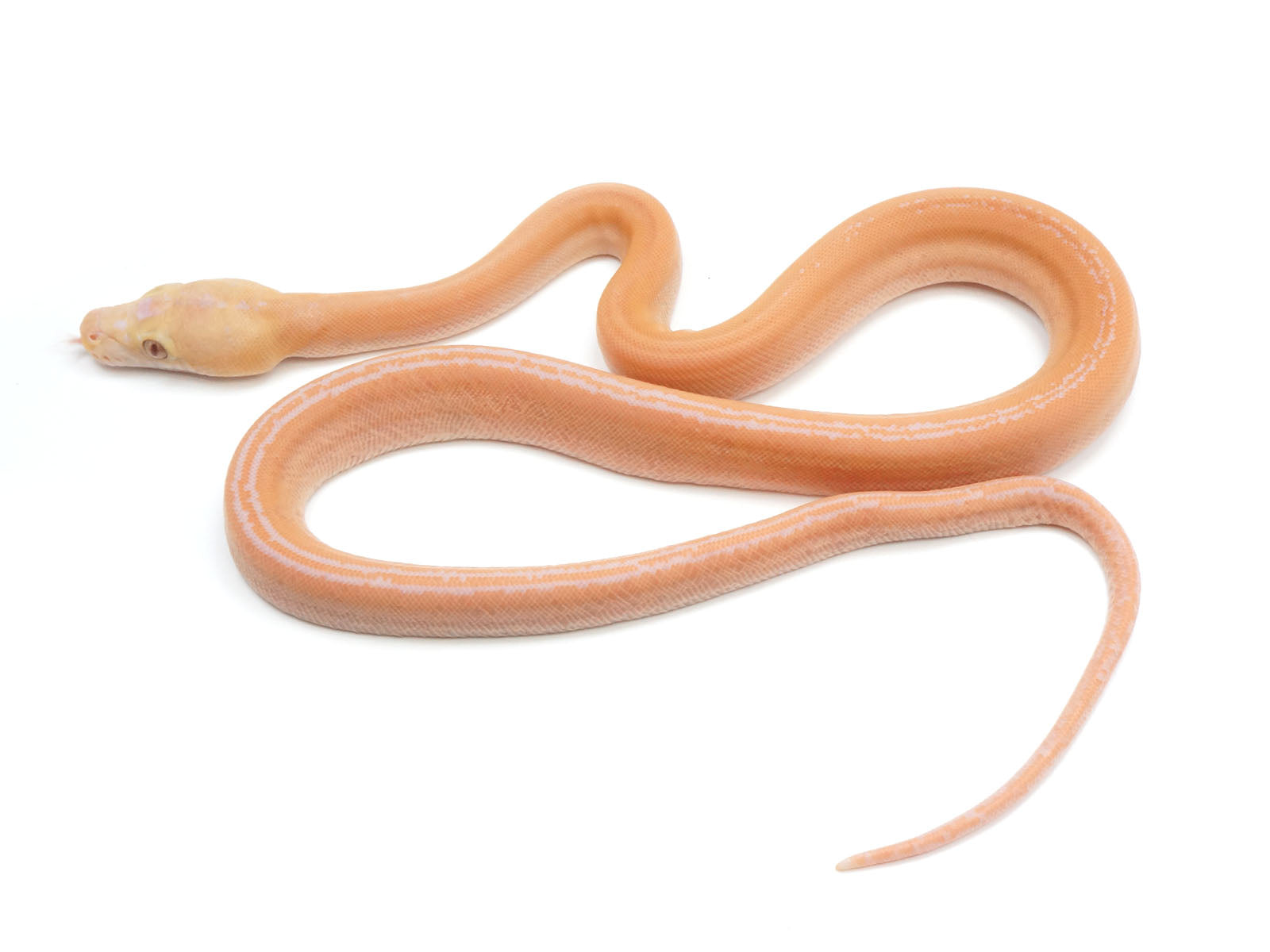 2021 Female Golden Child Albino Possible Tiger Reticulated Python