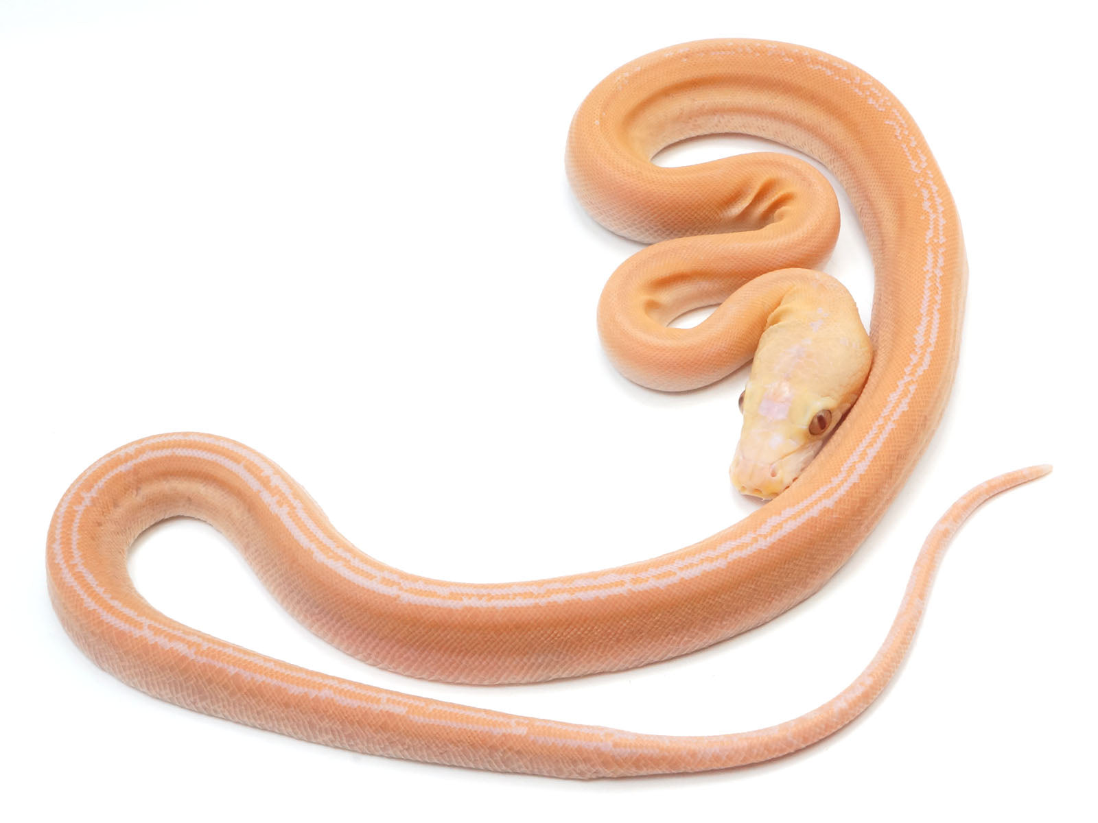 2021 Female Golden Child Albino Possible Tiger Reticulated Python