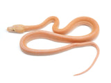 Load image into Gallery viewer, 2021 Female Golden Child Albino Possible Tiger Reticulated Python 