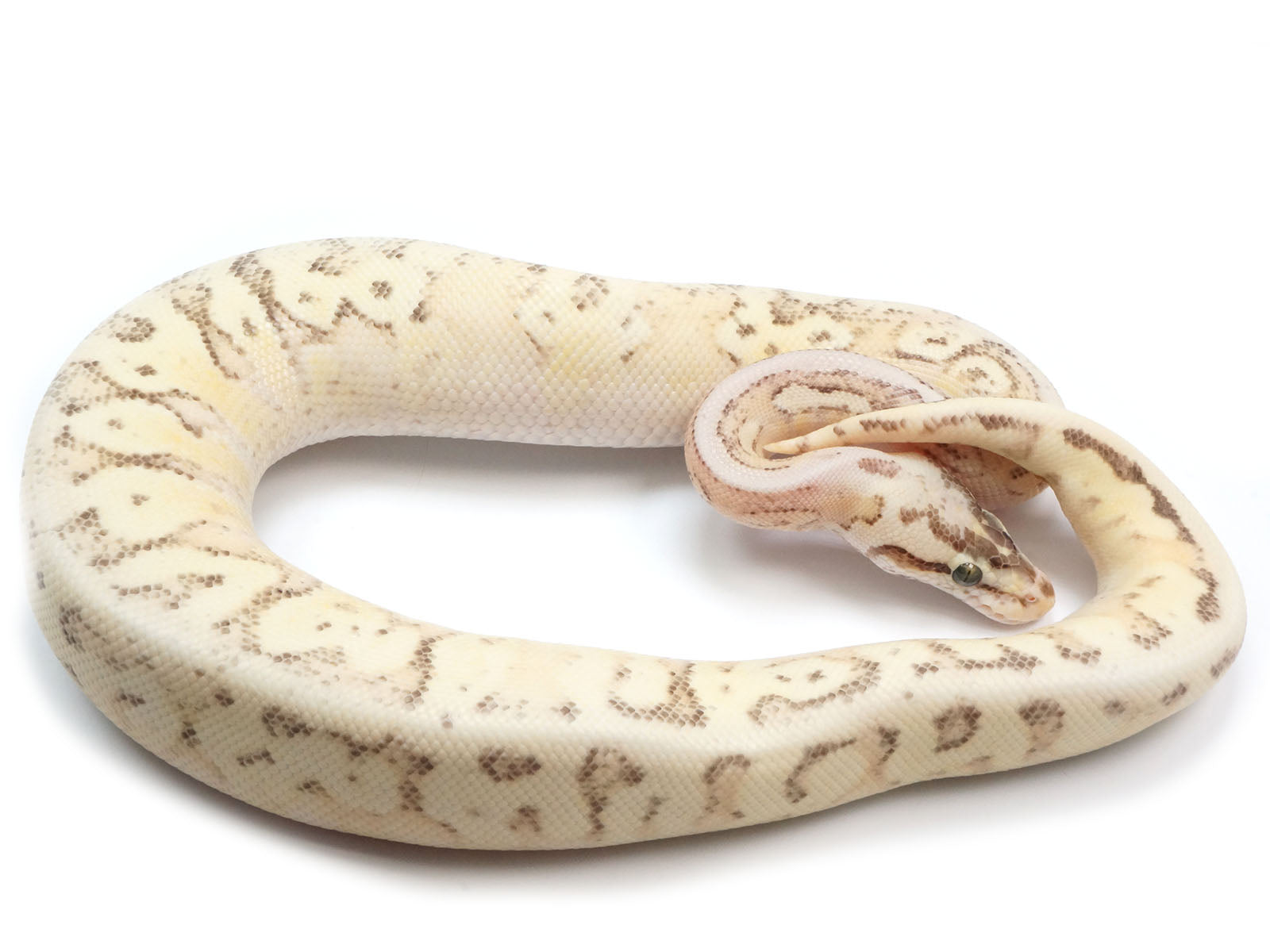 2021 Male Lucifer Enchi Super Inferno Fader Het Desert Ghost Het Clown.