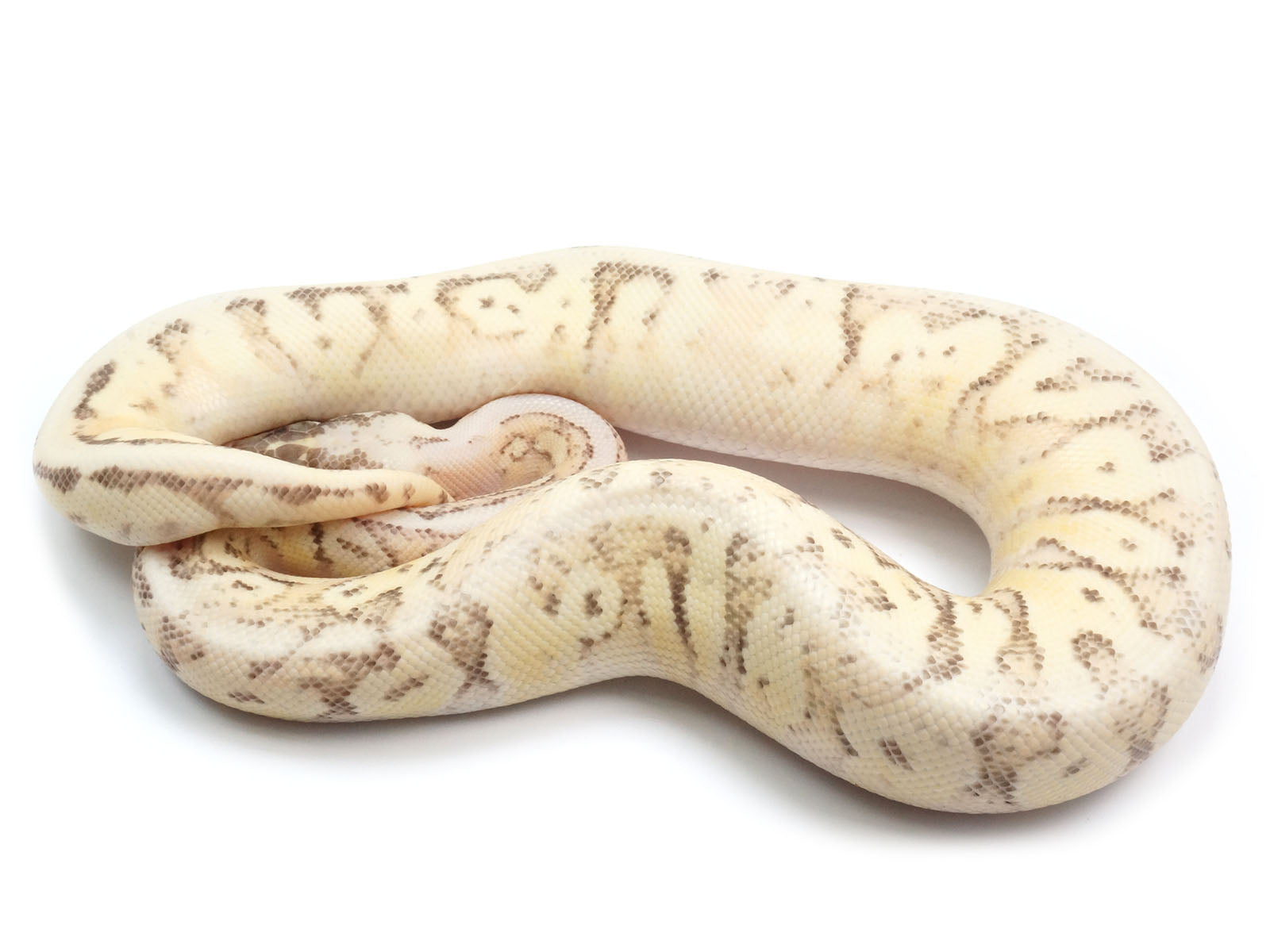 2021 Male Lucifer Enchi Super Inferno Fader Het Desert Ghost Het Clown.