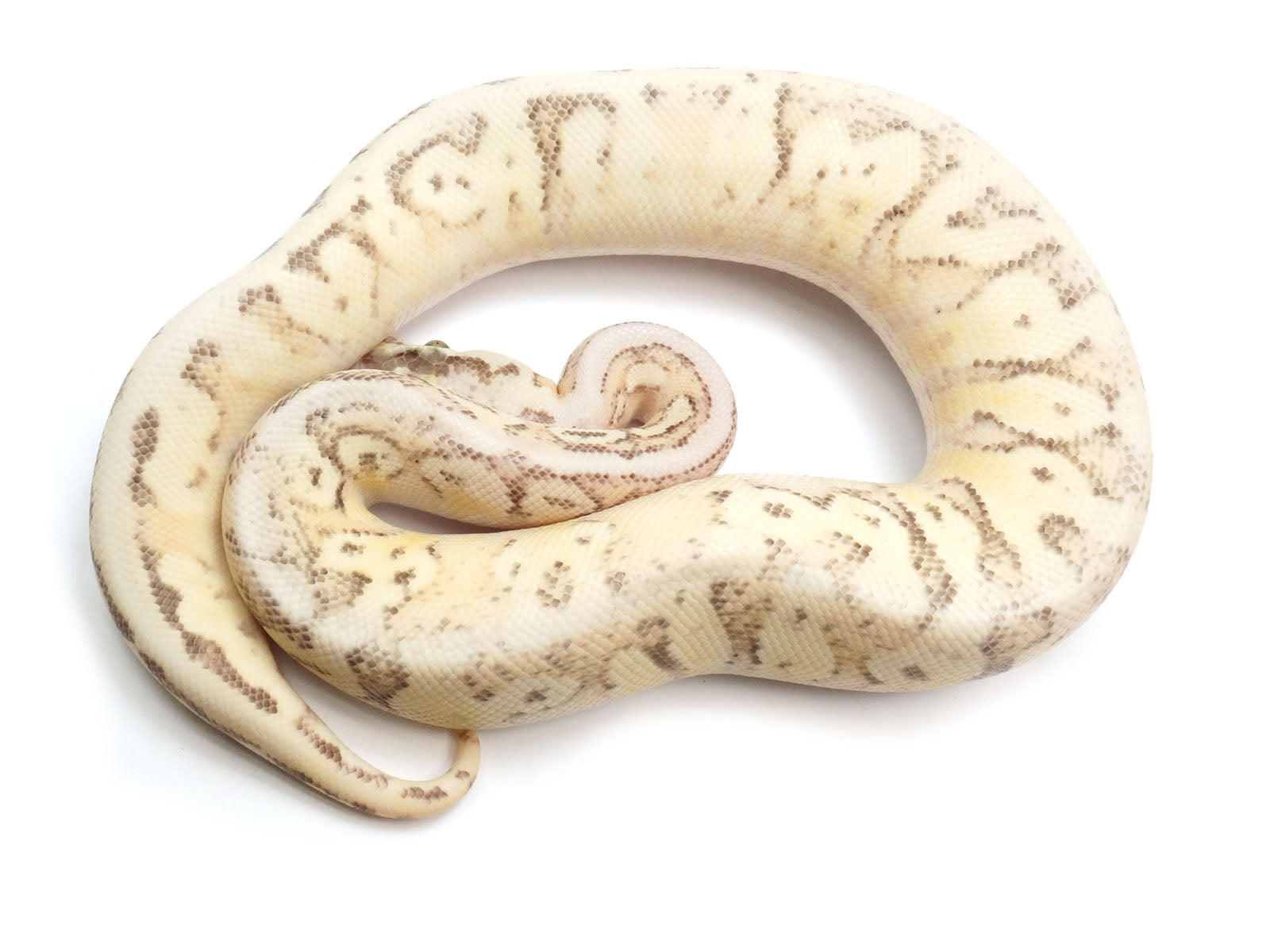 2021 Male Lucifer Enchi Super Inferno Fader Het Desert Ghost Het Clown.