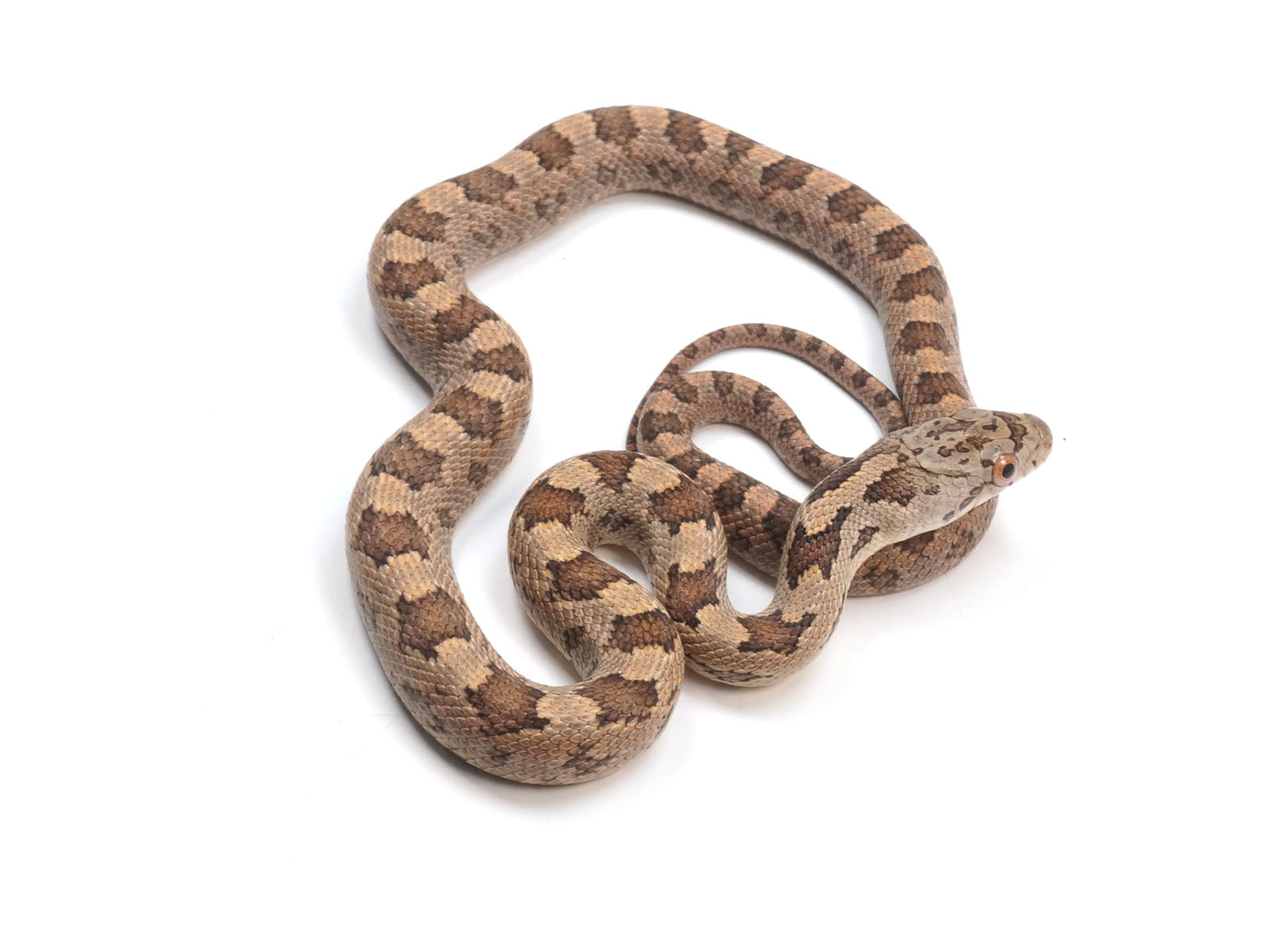 2023 Yellow Rat Snake Hybrid - Representative Photos