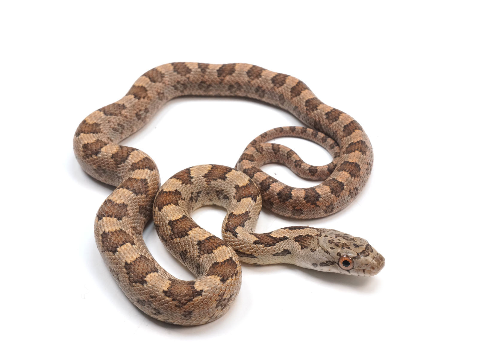 2023 Yellow Rat Snake Hybrid - Representative Photos