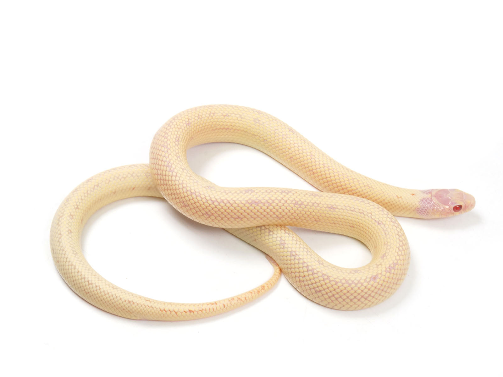 2023 Female High White Banana California King Snake