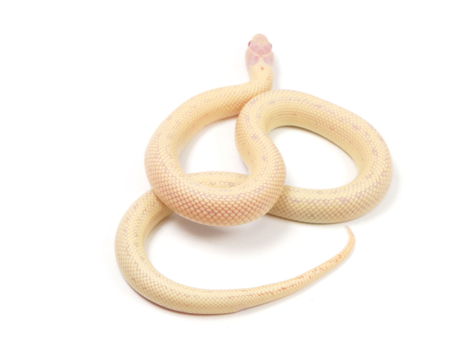 2023 Female High White Banana California King Snake