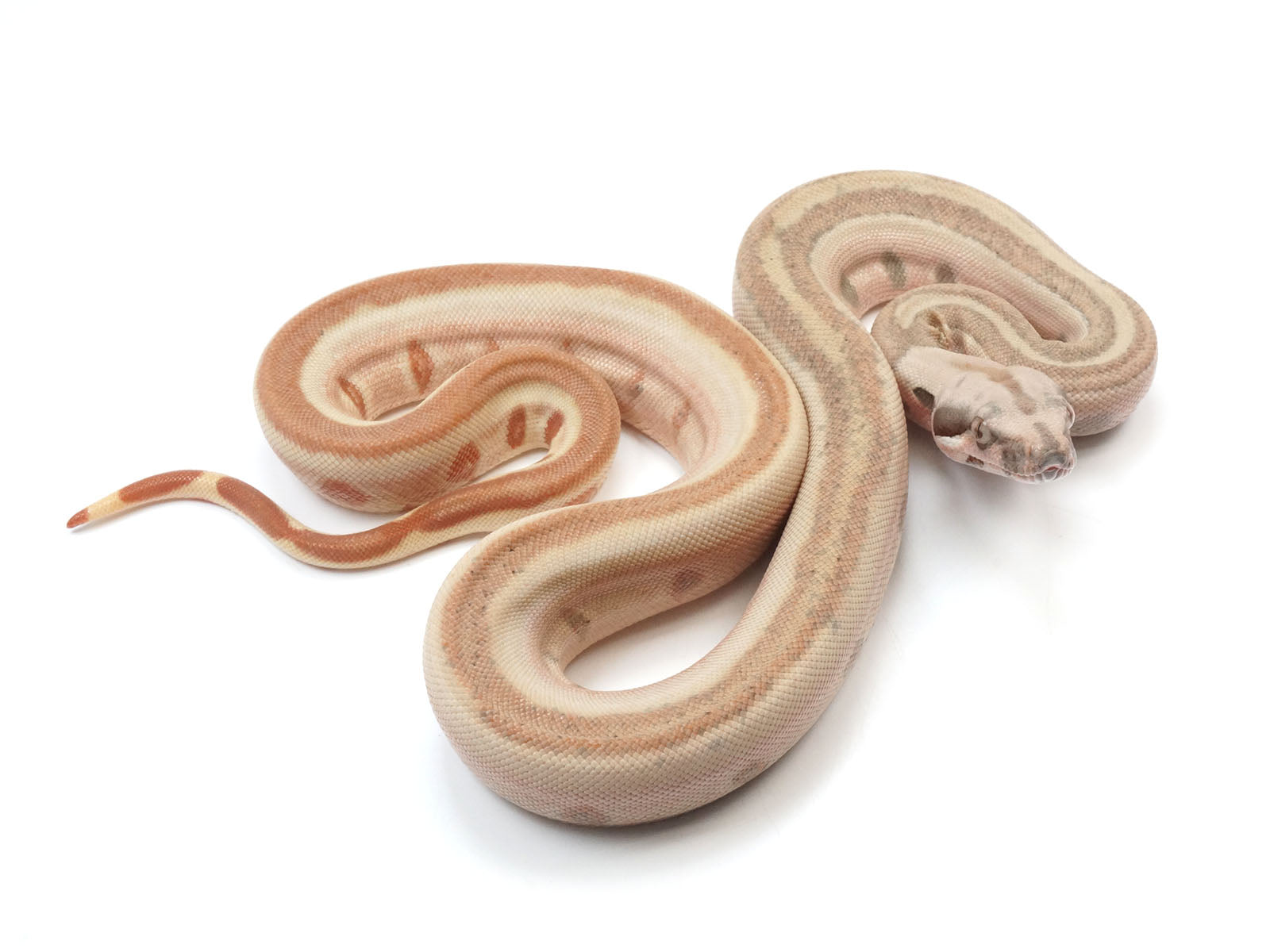 2023 Female Hypo Jungle Labyrinth Boa Constrictor.