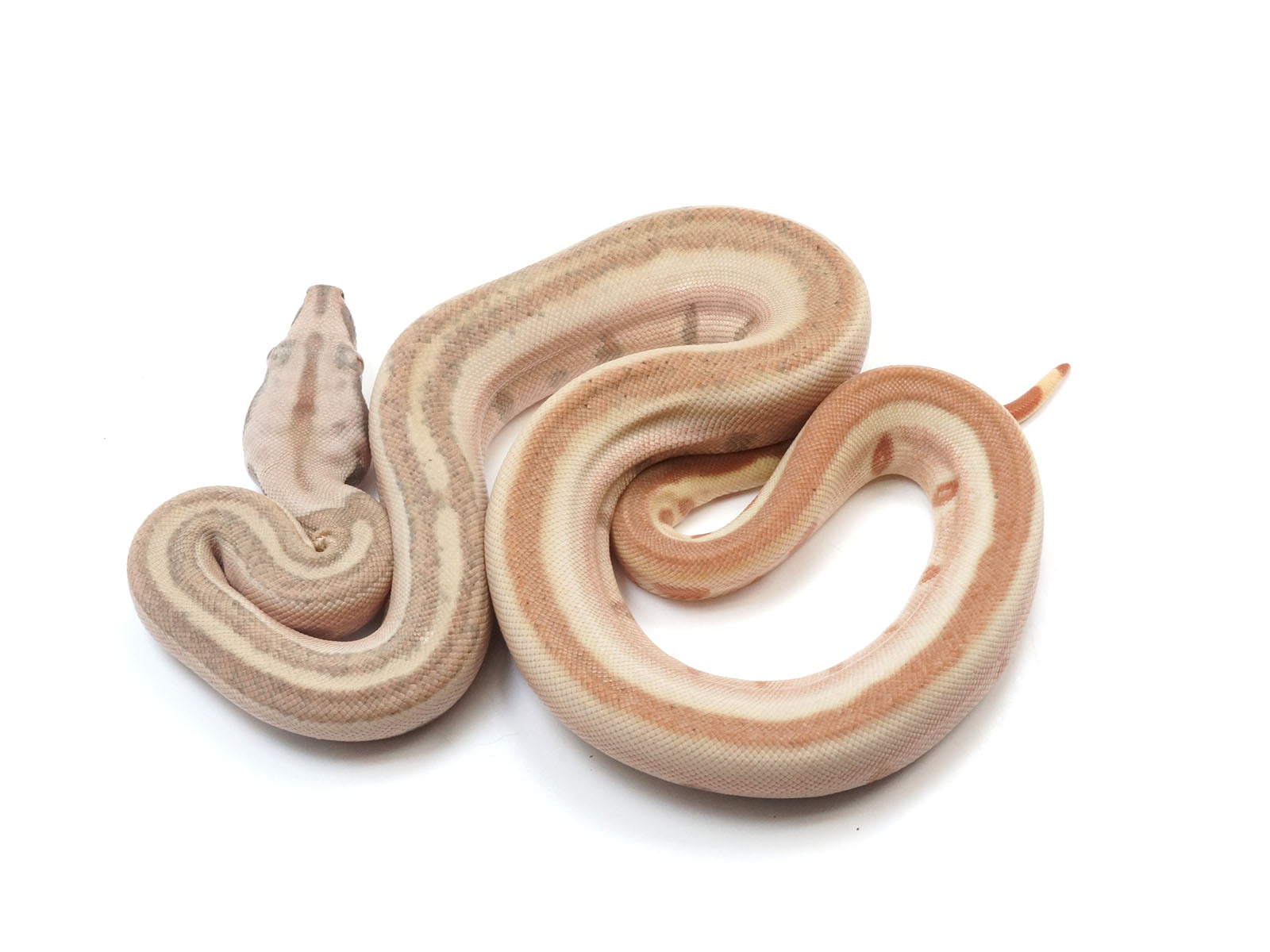 2023 Female Hypo Jungle Labyrinth Boa Constrictor.