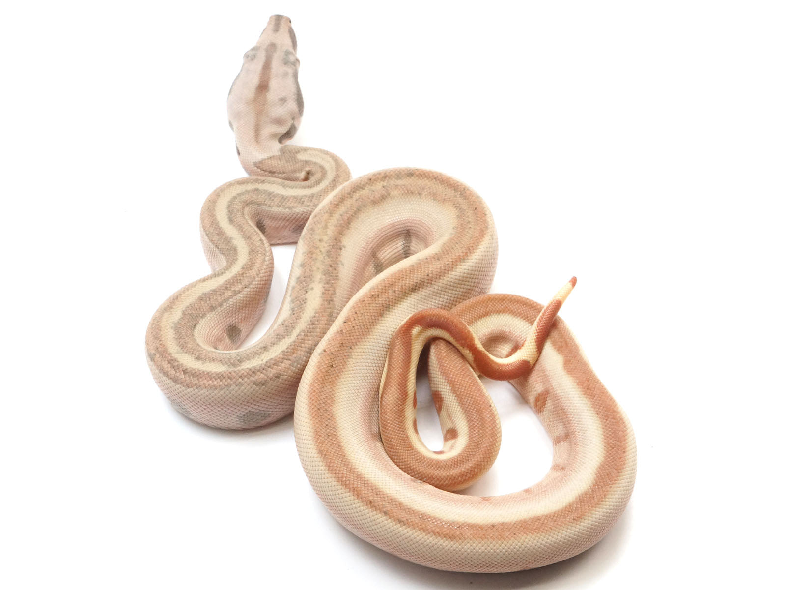 2023 Female Hypo Jungle Labyrinth Boa Constrictor.