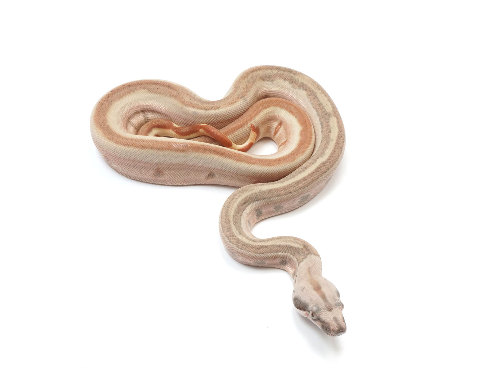 2023 Female Hypo Jungle Labyrinth Boa Constrictor.