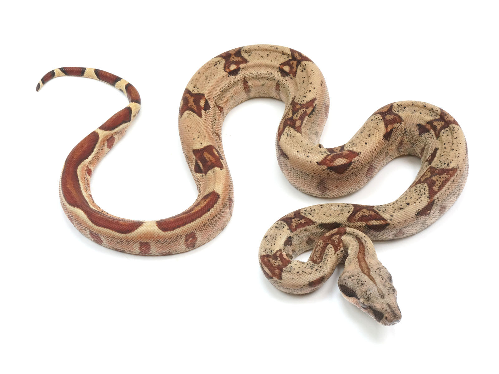 2023 Female Hypo Jungle Possible Het VPI Albino Boa Constrictor.