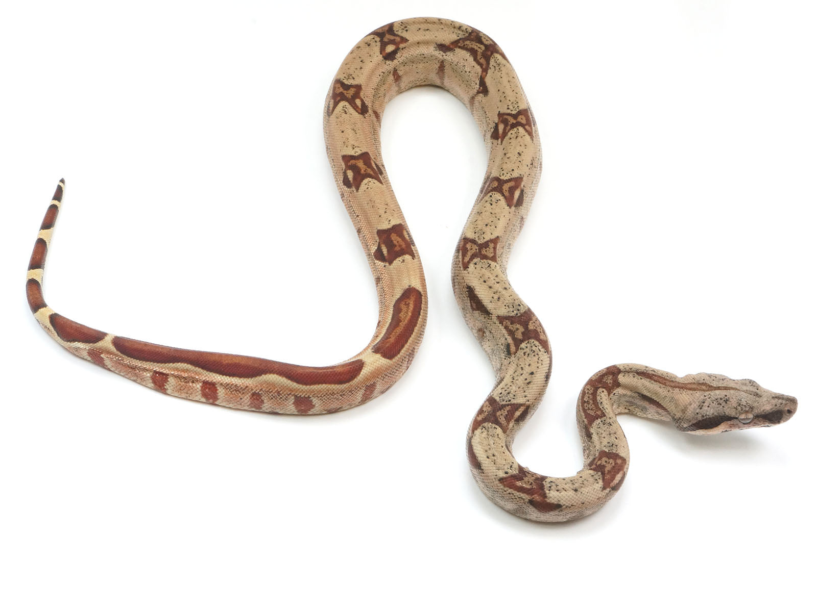 2023 Female Hypo Jungle Possible Het VPI Albino Boa Constrictor.