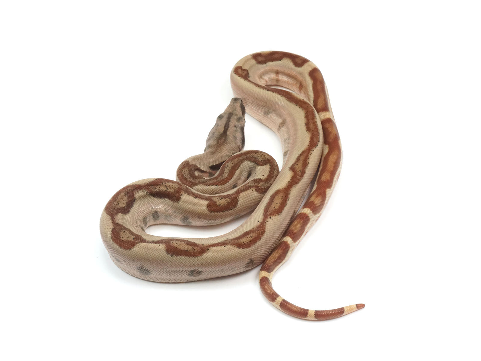 2023 Female Jungle Labyrinth 66% Het Khal Albino 50% Het Anerythristic Boa Constrictor.