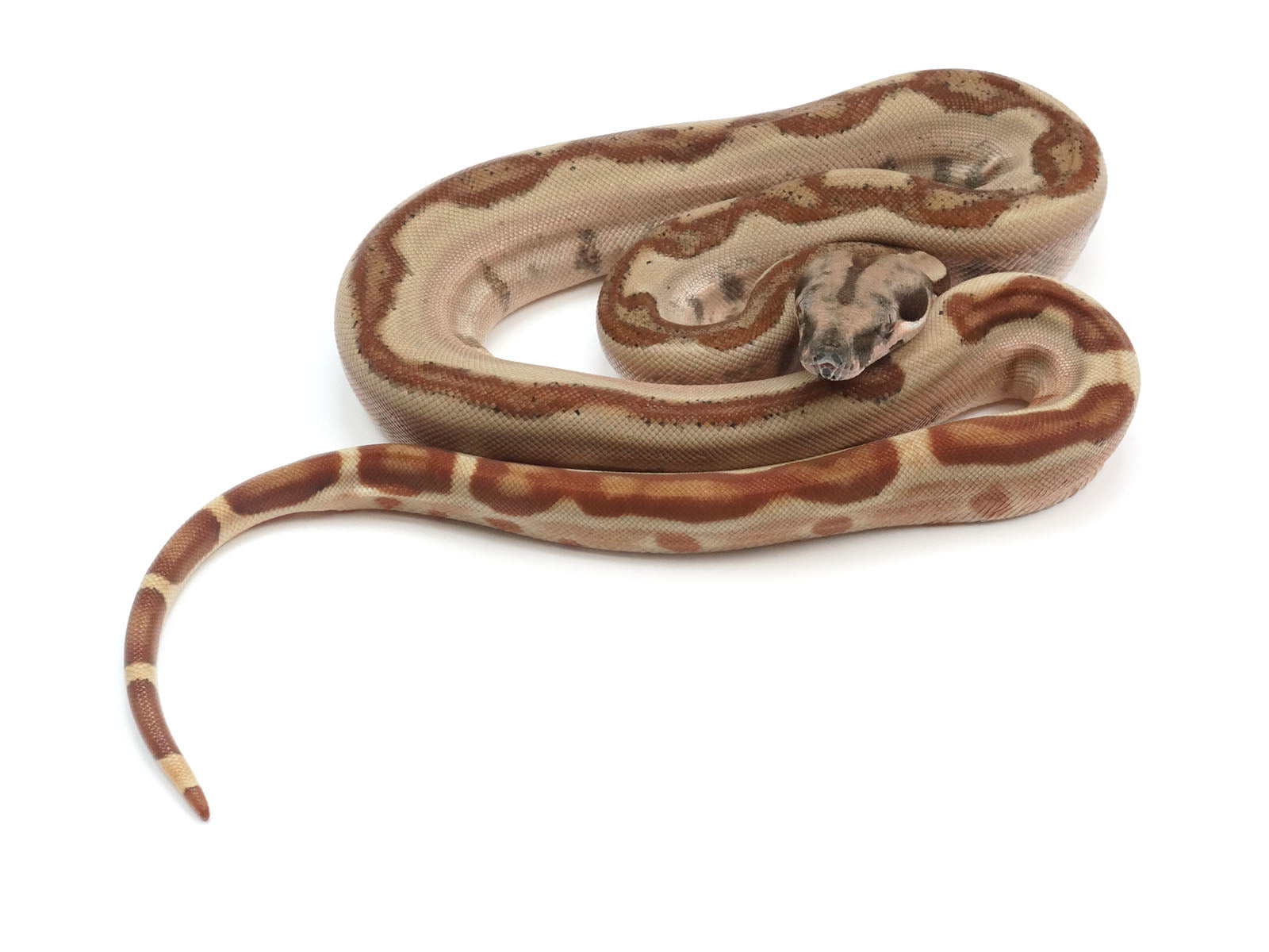 2023 Female Jungle Labyrinth 66% Het Khal Albino 50% Het Anerythristic Boa Constrictor.