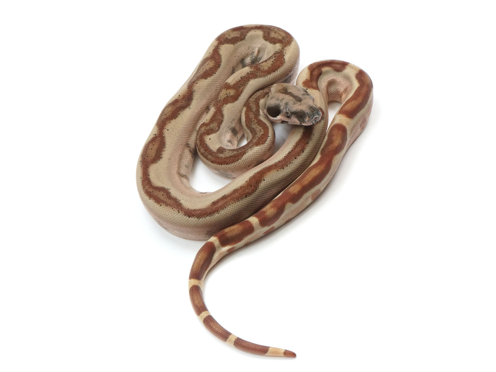 2023 Female Jungle Labyrinth 66% Het Khal Albino 50% Het Anerythristic Boa Constrictor.