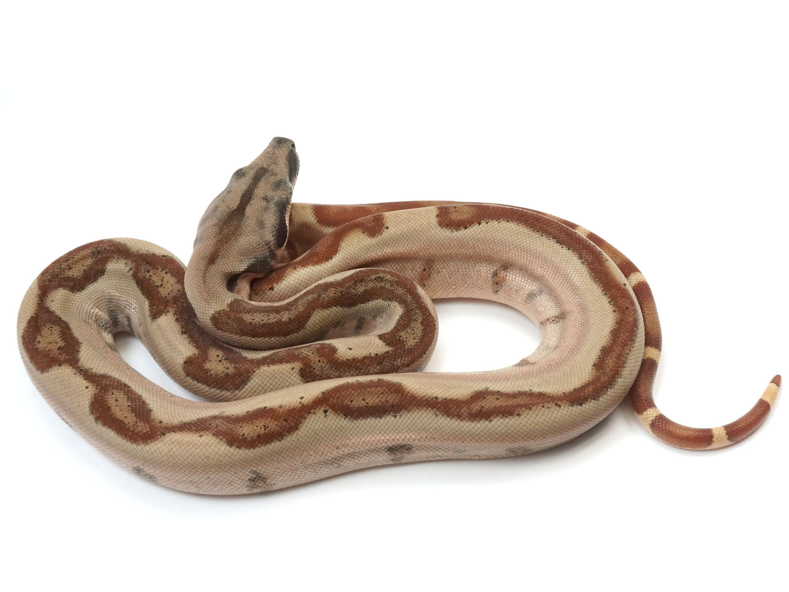 2023 Female Jungle Labyrinth 66% Het Khal Albino 50% Het Anerythristic Boa Constrictor.