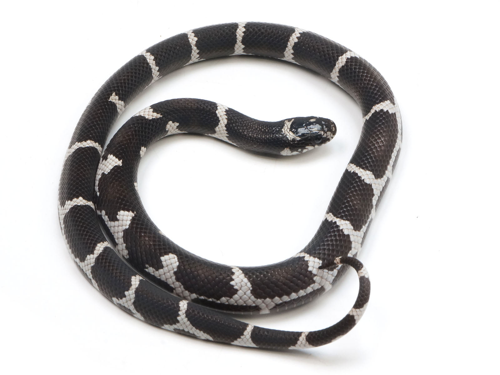 2023 Female King Duran King Snake