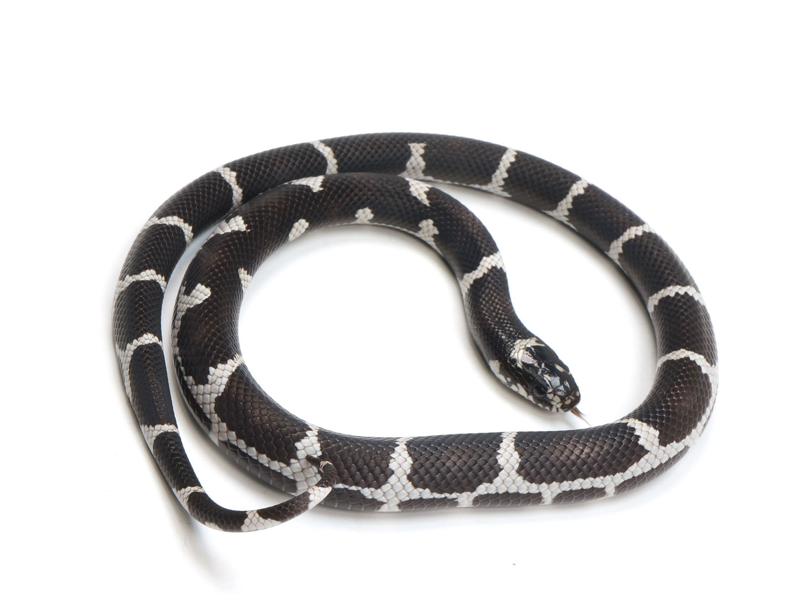 2023 Female King Duran King Snake