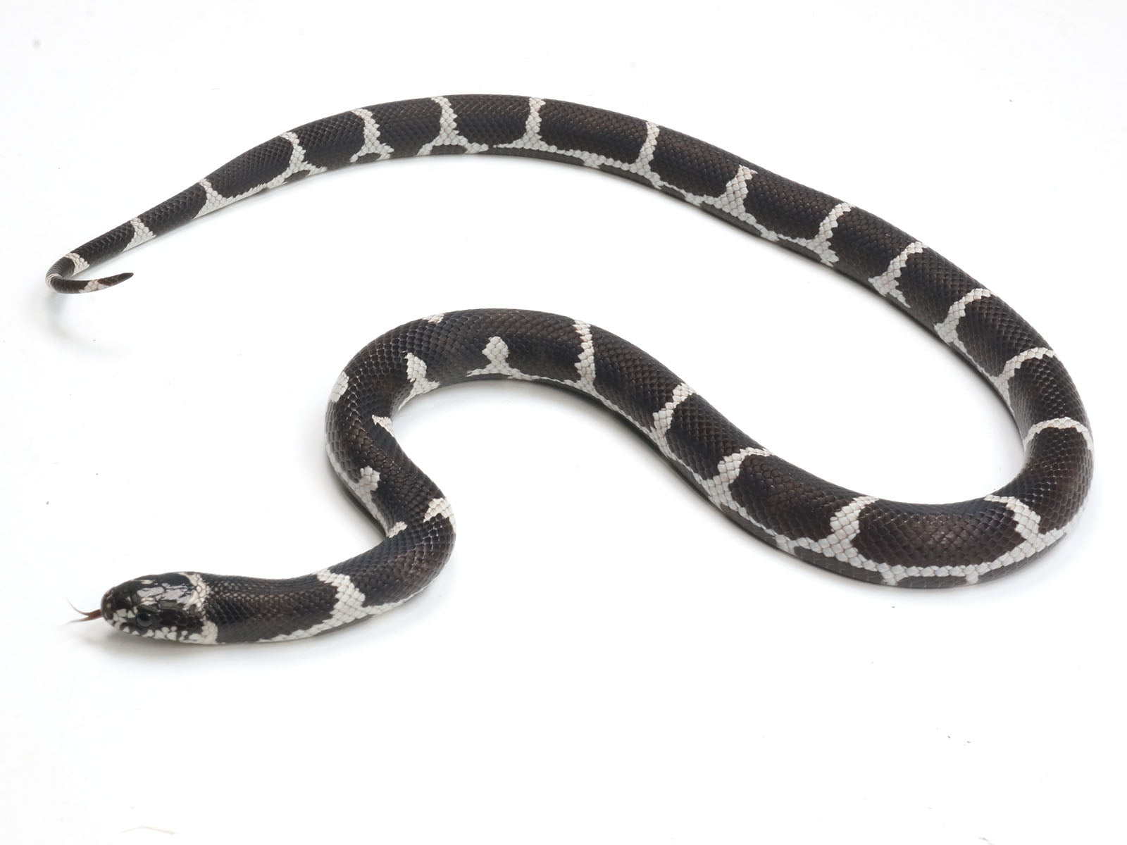 2023 Female King Duran King Snake