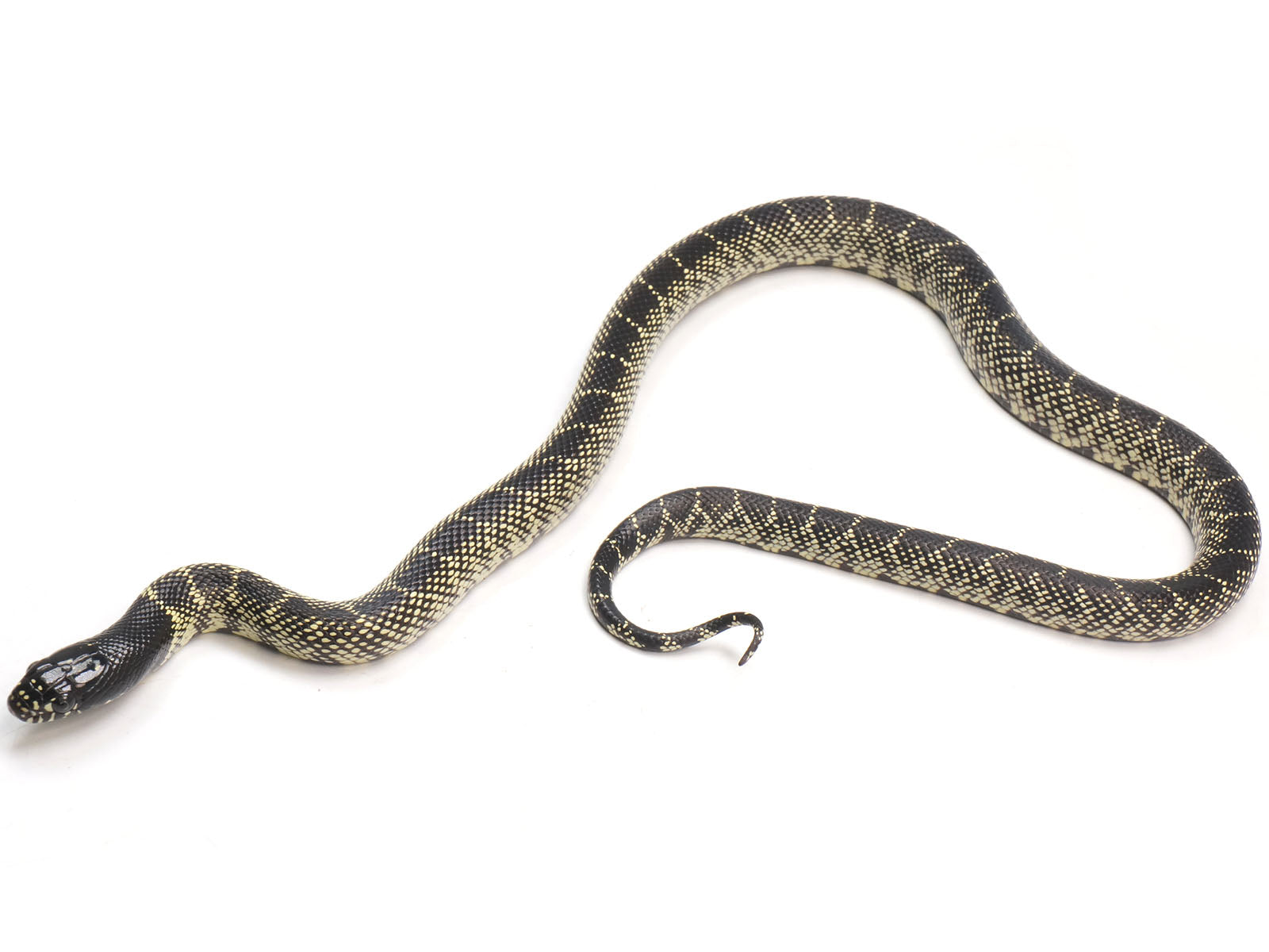 2023 Female Mexican Black King Snake