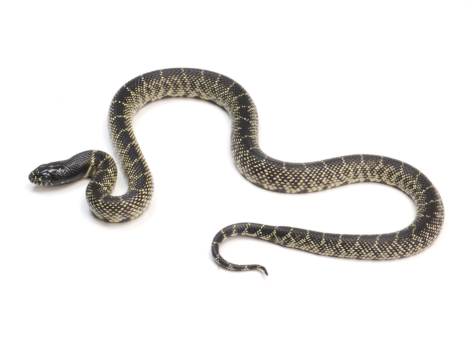 2023 Female Mexican Black King Snake