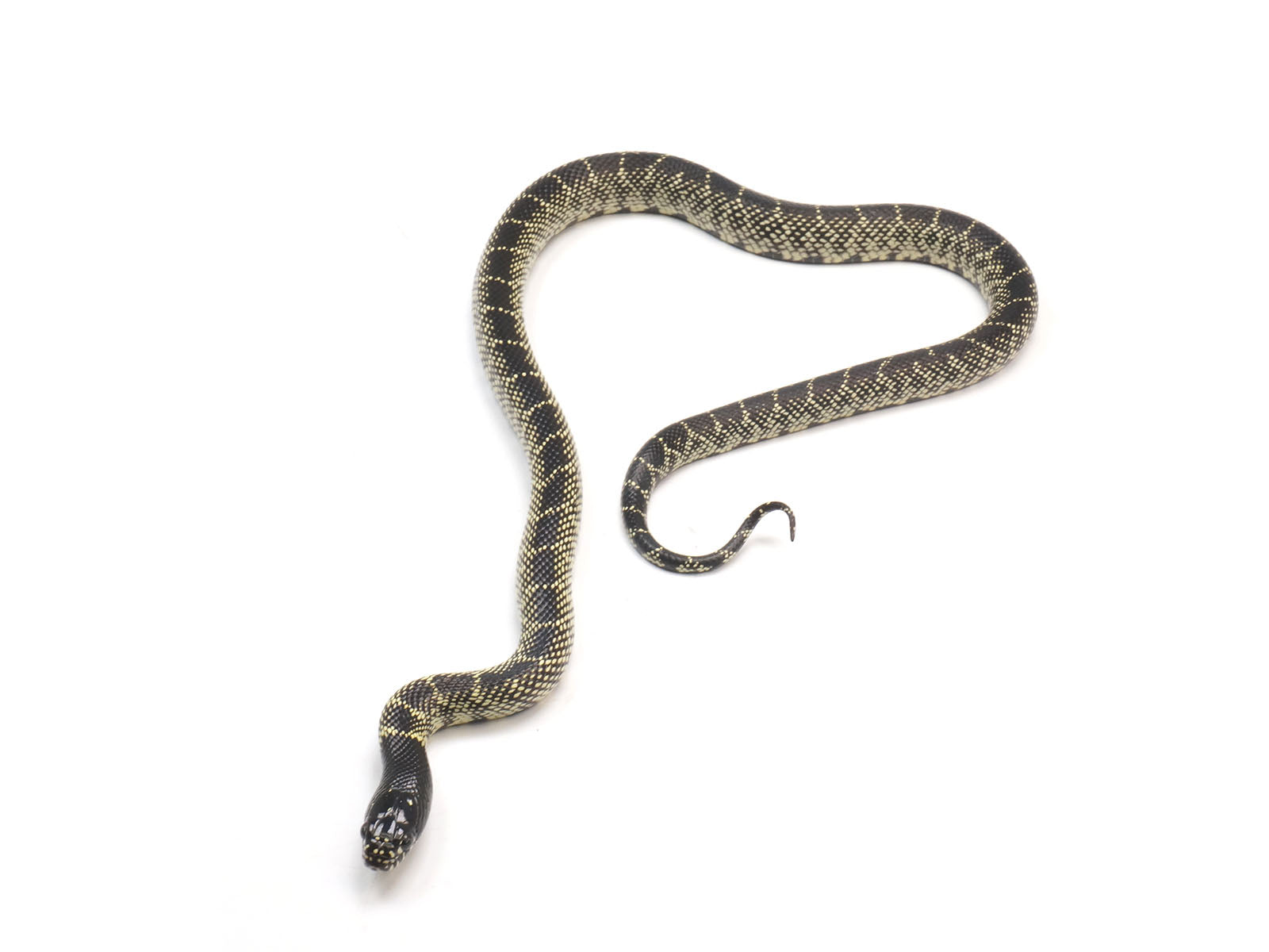 2023 Female Mexican Black King Snake