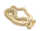 Load image into Gallery viewer, 2023 Female Platinum Sunfire Tiger Marble Reticulated Python 