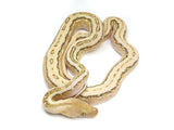 Load image into Gallery viewer, 2023 Female Platinum Sunfire Tiger Marble Reticulated Python 