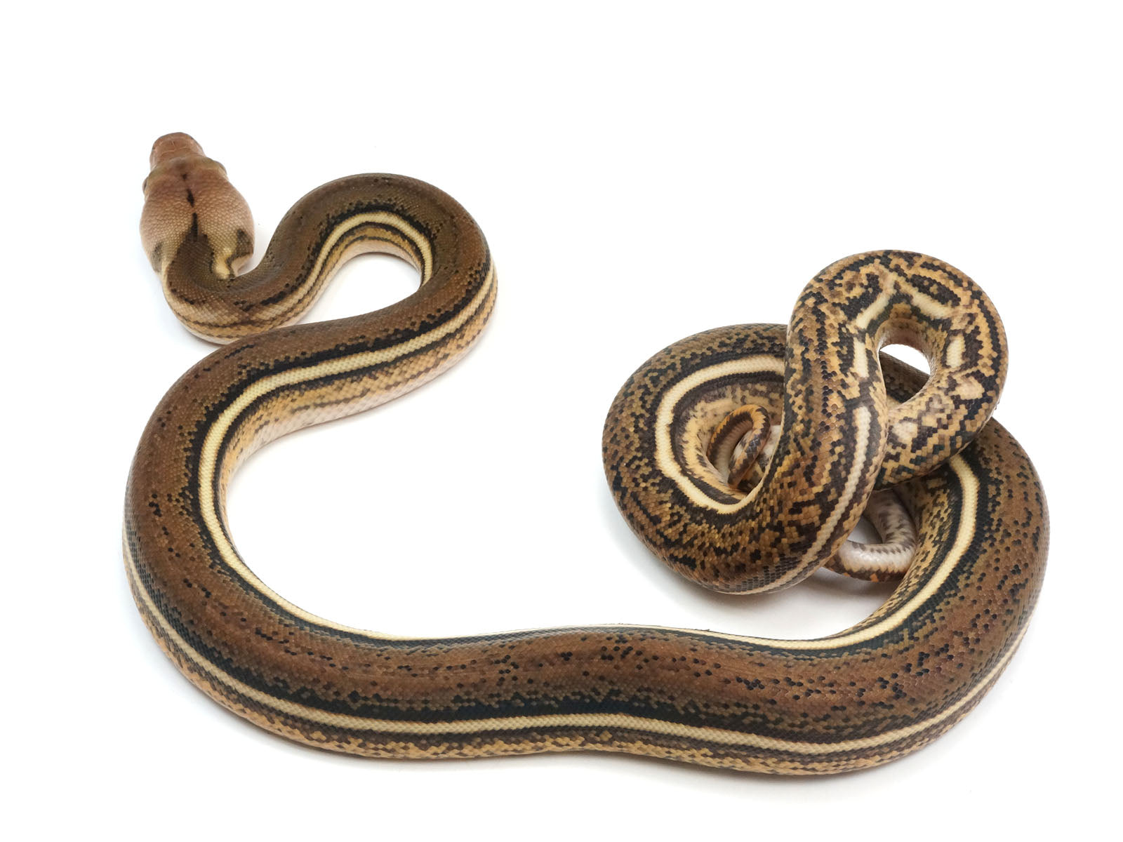 2023 Female Tiger Anthrax Reticulated Python