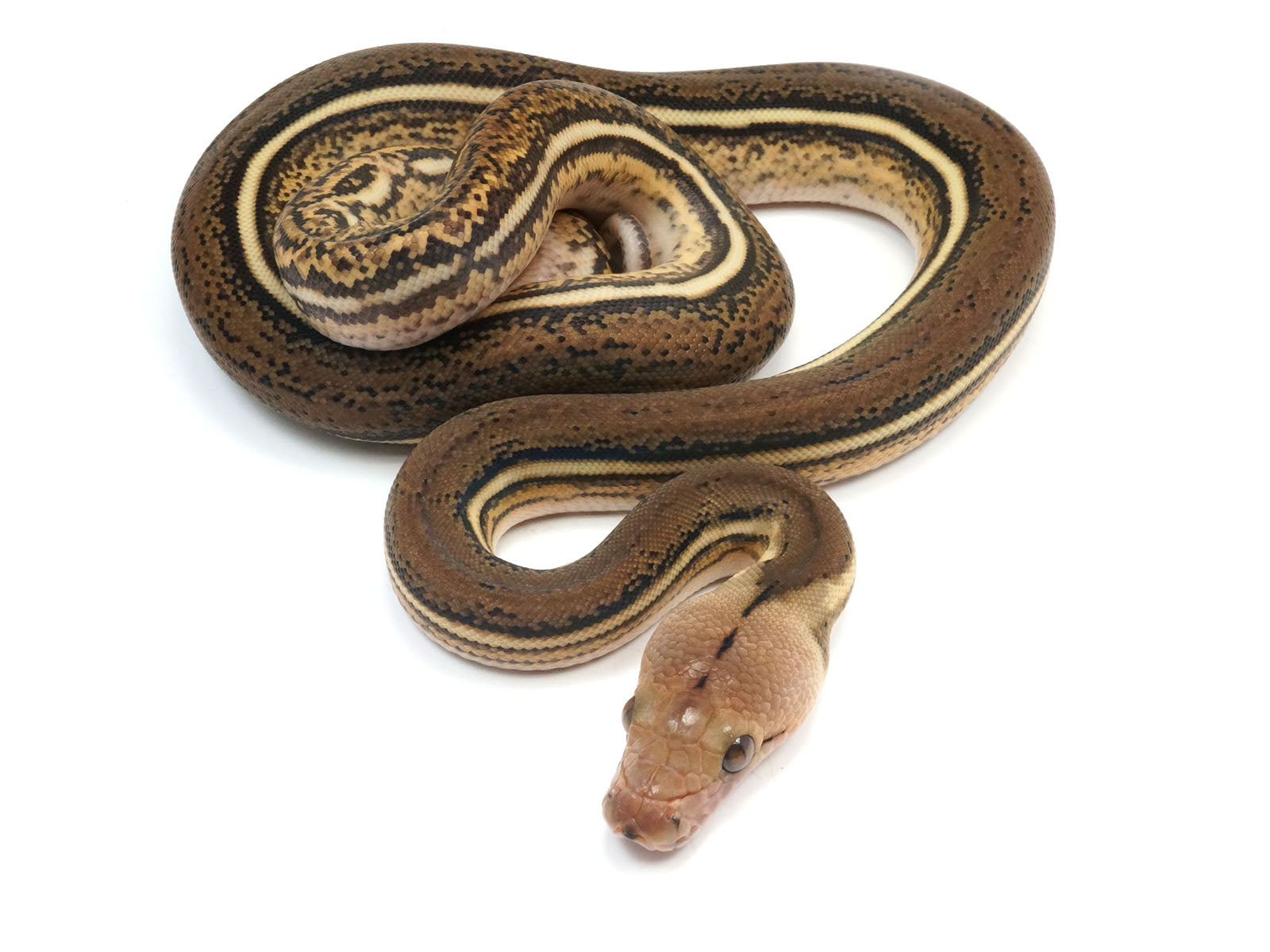 2023 Female Tiger Anthrax Reticulated Python