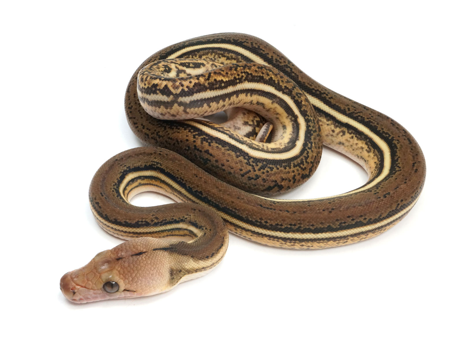 2023 Female Tiger Anthrax Reticulated Python