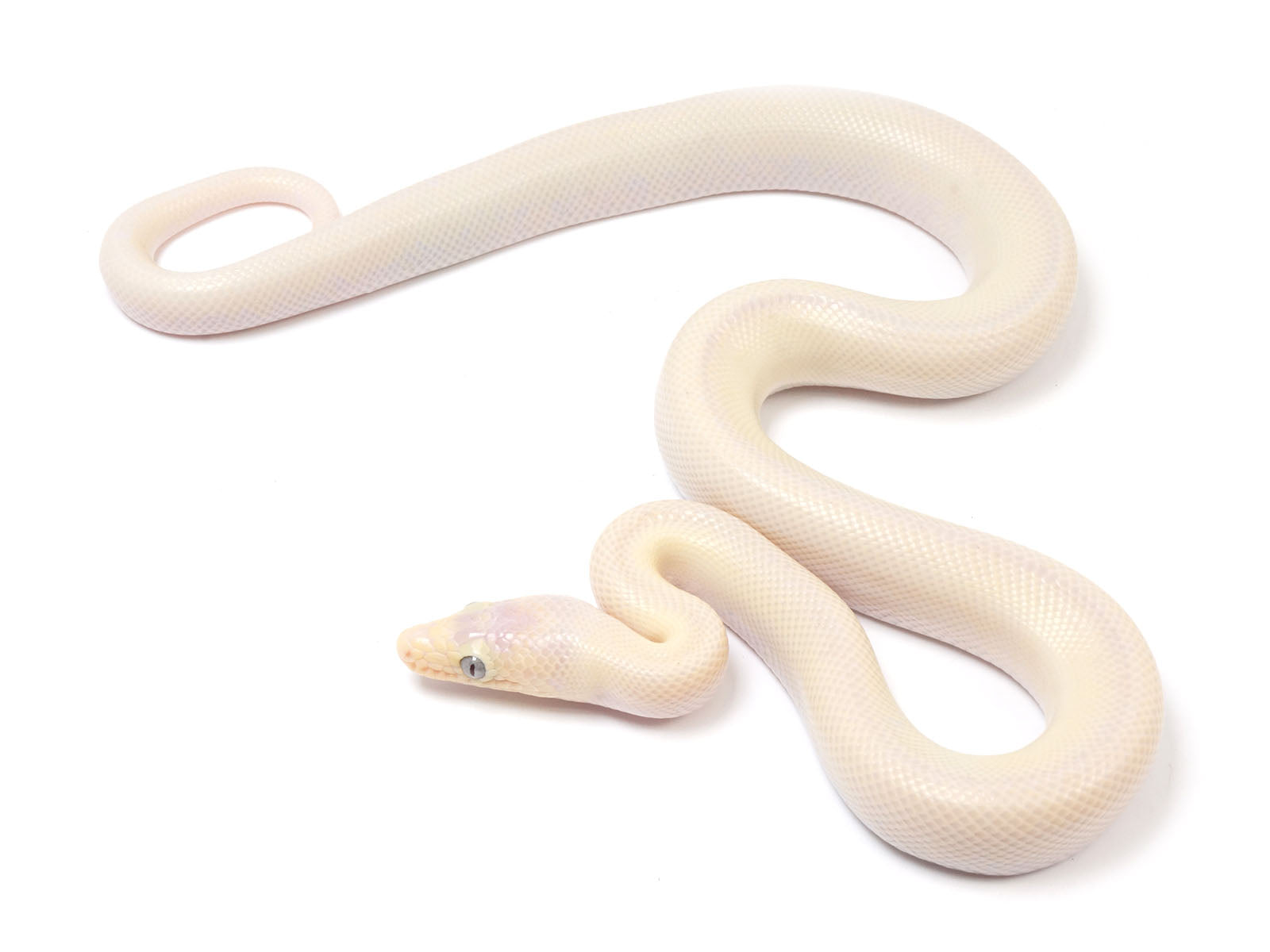 2023 Leucistic Columbian Rainbow Boa