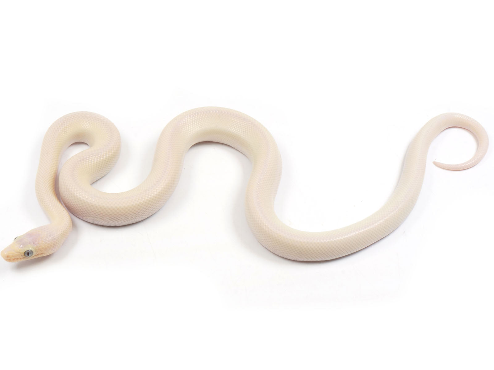 2023 Leucistic Columbian Rainbow Boa