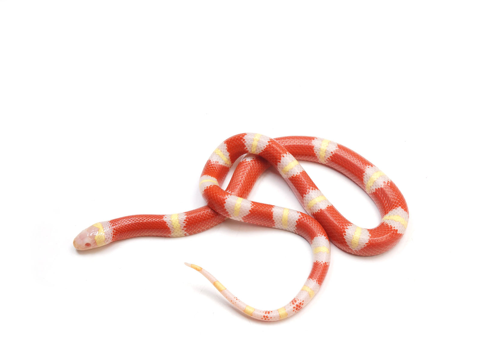 2023 Male Albino Nelson's Milk Snake