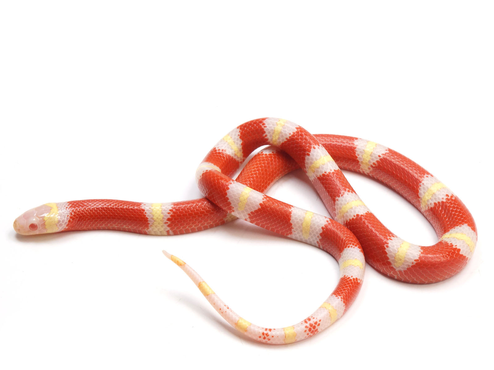 2023 Male Albino Nelson's Milk Snake