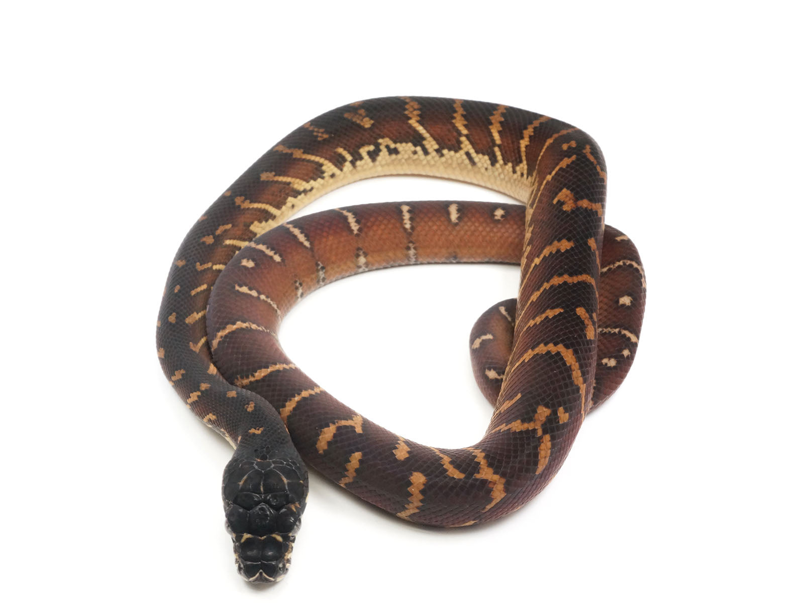 2023 Male Captive Bred Boelen's Pythons