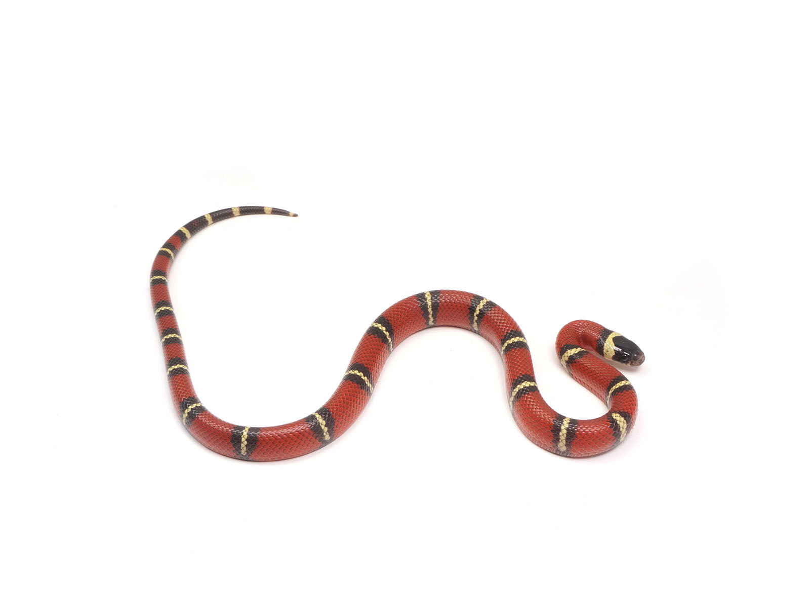 2023 Male Het Albino Nelson's Milk Snake