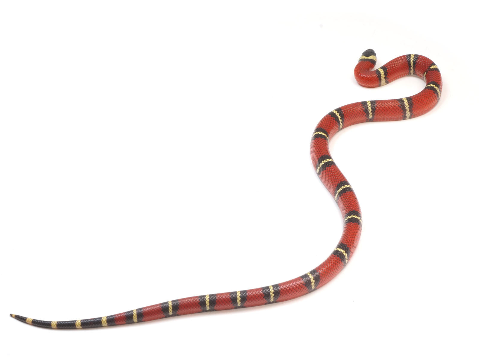 2023 Male Het Albino Nelson's Milk Snake