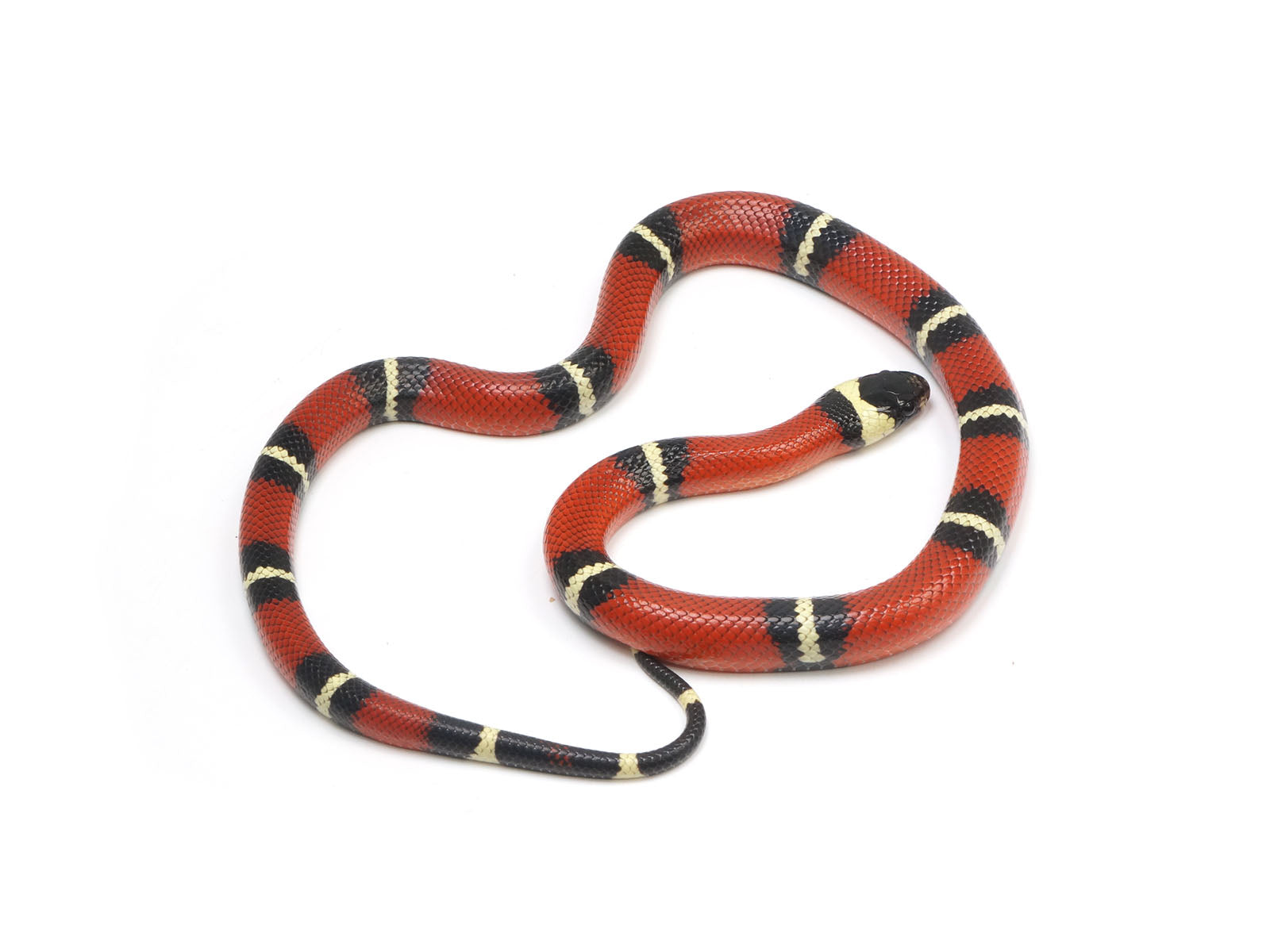 2023 Male Het Splotched Sinaloan Milk Snake